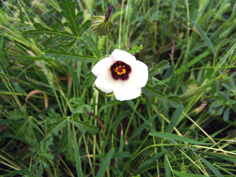 Hibiscus trionum / Ibisco vescicoso